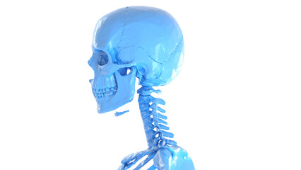 3d medical illustration of a man's skull and cervical spine. low poly style.