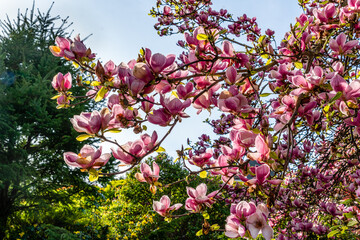 Glorious Tulip Tree Close-up 3