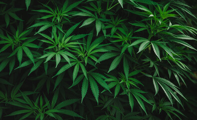 Naklejka na ściany i meble marijuana plant green leaves