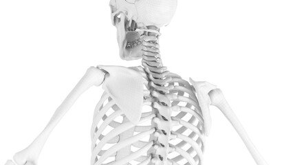 3d medical illustration of a man's thoracic spine