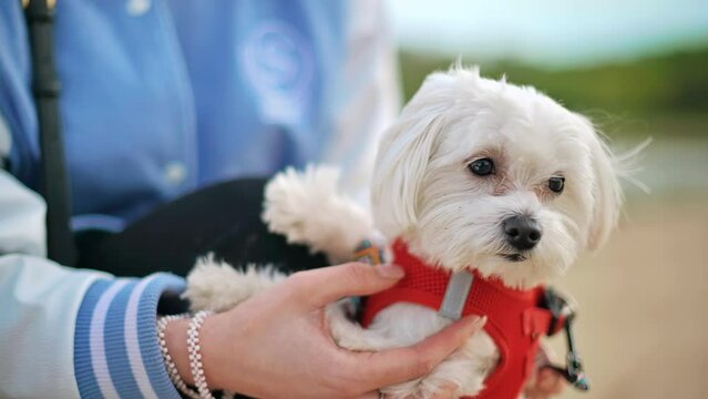 View of a woman holding her maltese dog with white fur looking around. Slow motion