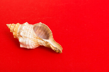 Beach seashells on colored background. Mock up with copy space