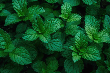 Fresh green mint leaves. Generative AI