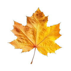 Maple leaf in autumn fall colour, isolated on a transparent background. Red autumn leaf