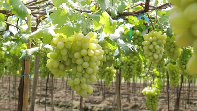 A large number of green grapes are on the vine near the time of cutting to sell to customers. Concepts of modern agriculture.