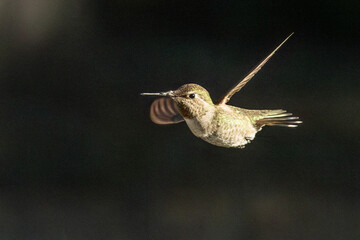 Beautiful Immature Male Anna's Hummingbird In Flight.