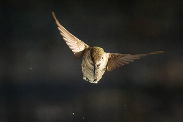 Beautiful Immature Male Anna's Hummingbird In Flight.