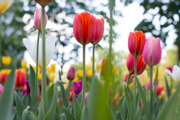 blooming tulips in a flower bed. Colorful flowers in the park