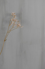 White dry flowers over rustic wooden background with text space 