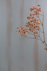 Dry flowers over rustic wooden background with text space 