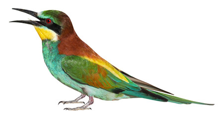 European bee eater (Merops apiaster), PNG, isolated on transparent background