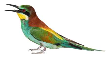European bee eater (Merops apiaster), PNG, isolated on transparent background