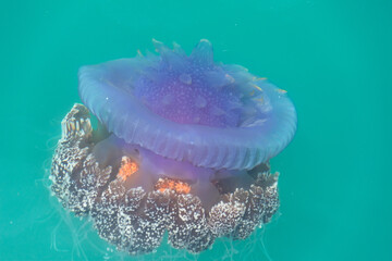jellyfish cephea cephea at the surface of the water of the Pacific Ocean