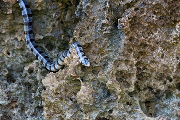 Poisonous sea snake krait on the stones near the sea