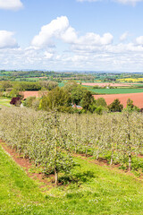 Fototapeta na wymiar A modern apple orchard in blossom near Castle Frome in the Frome Valley, Herefordshire, England UK
