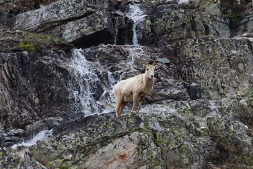 Fototapeta premium Bighorn sheep ewe