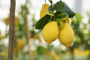 Fresh lemons on tree branch with green leaves