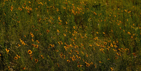 Greenthread flowers blooming in Texas landscape during spring season banner.