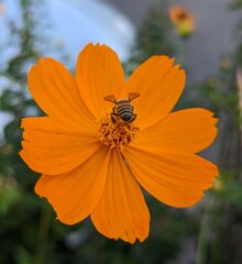 large open orange flower in spring with a small bee feeding sweetly