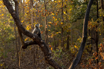 Named after the pristine River Pence which flows through the park, Pench National Park is one of the most popular wildlife reserves in India.