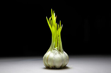 a close-up with a sprouted clove of garlic on a black background