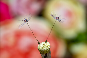 Extreme macro shot of two dandelion seeds with water drops