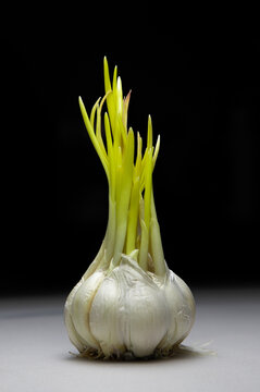 a close-up with a sprouted clove of garlic on a black background
