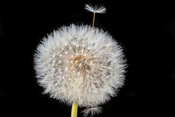 Close-up, macro shot of a whole dandelion in front of a black background.