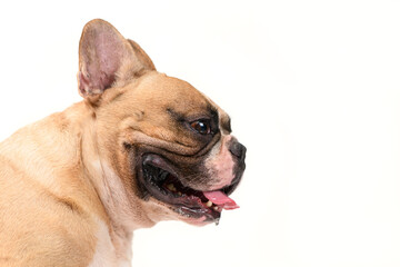 SIde view of cute French bulldog isolated on white background.
