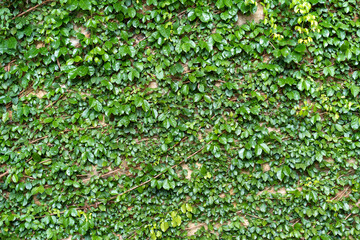 Greenery climbing plant growing on antique brick wall. Old brown brick wall covered with climbing plants.