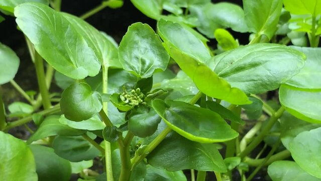 
Watercress, fresh eatable herb and medicinal plant in spring