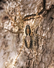 Macro of a Thin-legged Wolf Spider (Lycosidae, Pardosa spp.) camouflaged on the bark of a sycamore maple tree.  Long Island, New York, USA