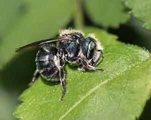 A little hairy blue green Osmia Mason Bee precision cutting and gathering leaf materials to build...