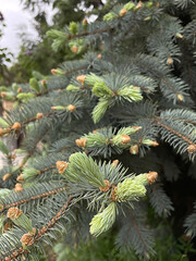 a beautiful green tree blooms in the spring