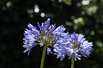 The African lily, scientifically known as Agapanthus africanus, is a botanical masterpiece that captivates with its grace and charm.