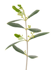 Olive tree branch isolated on white background, Olea europaea