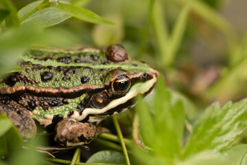 green frog