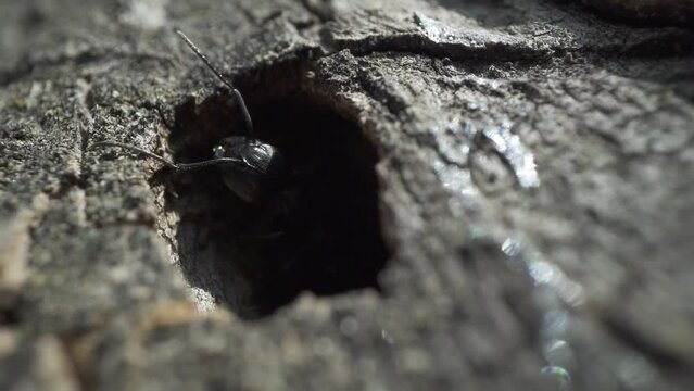 Queen ant sticks her head out of the hole in the tree
