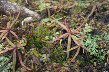 Green fresh Drosera adelae Carnivorous plant, Insect-catch plant. 