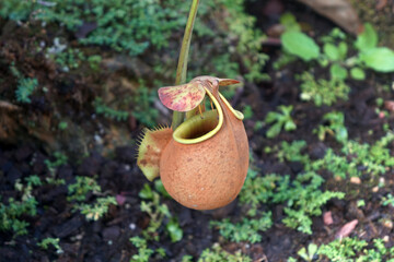 Fresh Nepenthes bicalcarata leaf evolved into a trap. Carnivorous plant. Insect-catch plant.