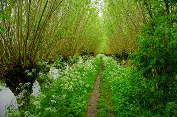 Narrow footpath lined with pollard willows, cow parsley and tall grass