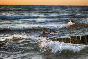 Ptak morski siedzi nad wodą w blasku słońca, widok.  - obrazy, fototapety, plakaty