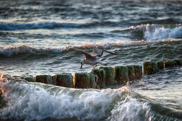 Ptak morski siedzi nad wodą w blasku słońca, widok.  - obrazy, fototapety, plakaty