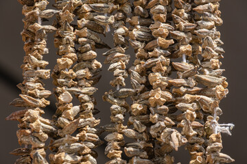 sun dried okra. It is sold on a string in the market.