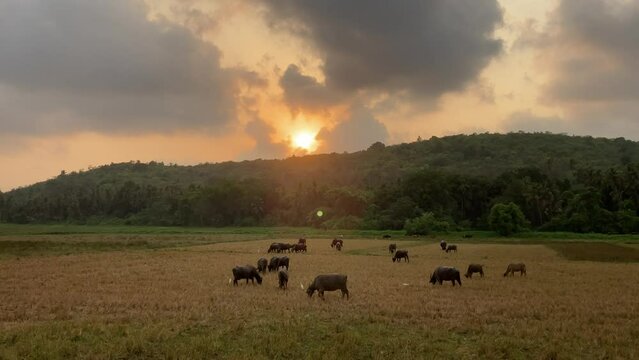 Cows in a field