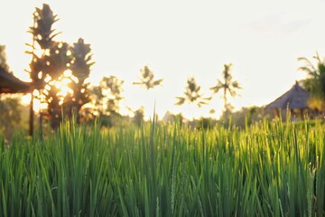 BALI, INDONESIA - APRIL 20: Sunset over a rice field in Bali on April 20, 2023. The rice field is...