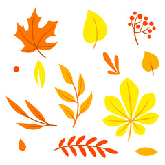 Set of autumn leaves and plants. Beautiful decorative natural plants and foliage.