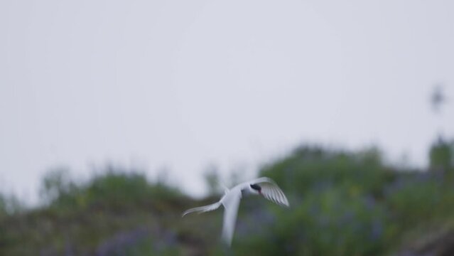 Slow motion of arctic tern in flight