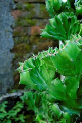 Euphorbia lactea cactus in the garden. Succulent with sharp thons. Kaktus laktea