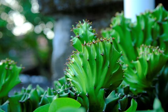 Euphorbia lactea cactus in the garden. Succulent with sharp thons. Kaktus laktea